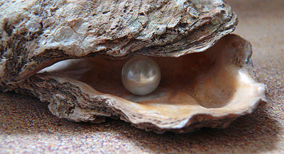 THEIR STORY - Oysters with their gemstone pearls